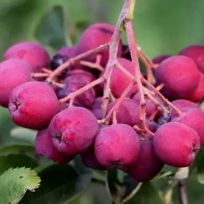 Рябина ДЕСЕРТНАЯ МИЧУРИНА сладкоплодная в Самохваловичи
