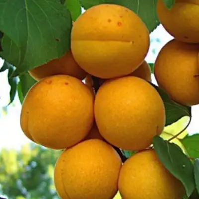 Абрикос ОНТАРИО в Самохваловичи