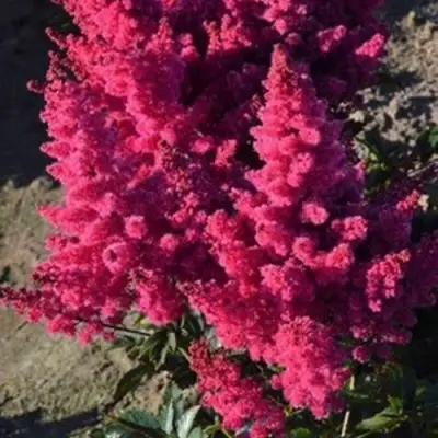 Астильба ЛАКИ ДЕЙ Арендса в Самохваловичи