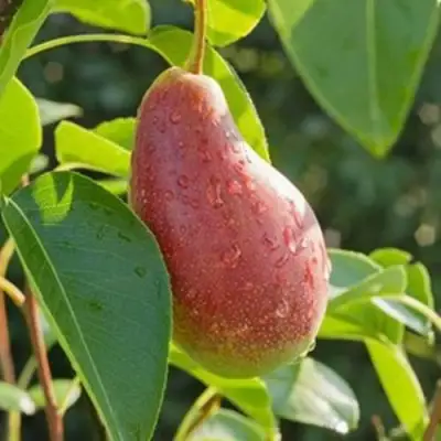 Груша ЯКОВЛЕВСКАЯ в Самохваловичи