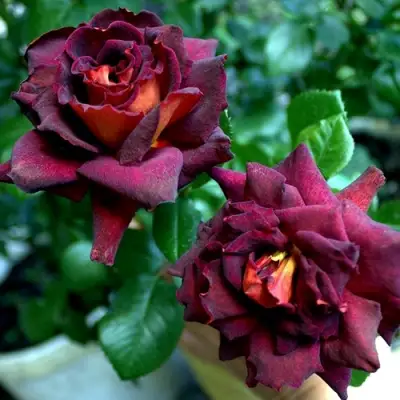 Роза ЭДДИ МИТЧЕЛЛ чайно-гибридная в Самохваловичи