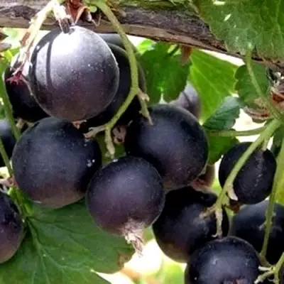 ЙОШТА в Самохваловичи