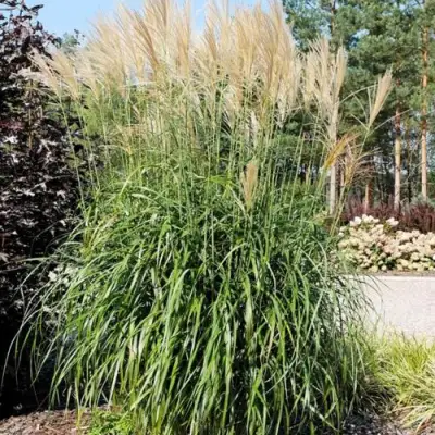 Мискантус ВАНИЛЛА СКАЙ китайский в Самохваловичи