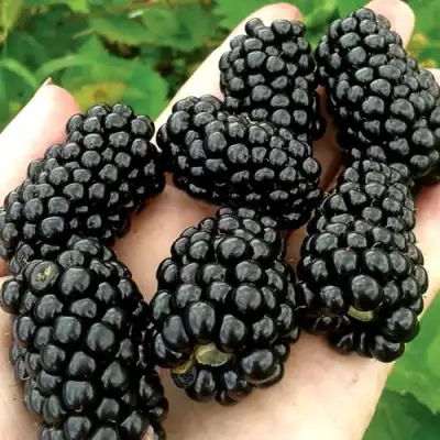 Ежевика ПРАЙМ АРК ФРИДОМ ремонтантная  в Самохваловичи