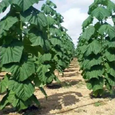 Павловния ПАО ТОГН Z07 в Самохваловичи