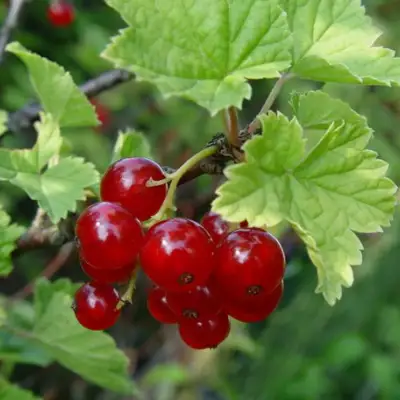 Смородина альпийская ШМИДТ в Самохваловичи