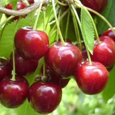 Черешня СИНЯВСКАЯ в Самохваловичи