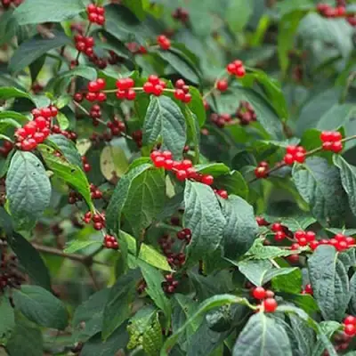 Жимолость МААКА в Самохваловичи