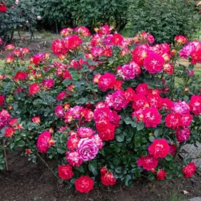 Роза БРЕРА флорибунда в Самохваловичи