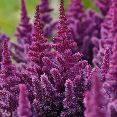 Астильба ПЕПЛ РЕЙН гибридная в Самохваловичи