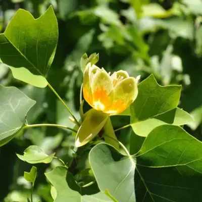 ЛИРИОДЕНДРОН тюльпанный в Самохваловичи