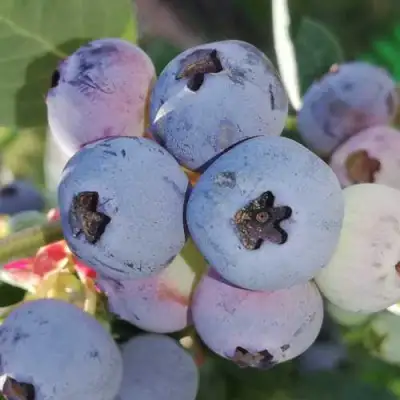 Голубика ХАРРИСОН в Самохваловичи