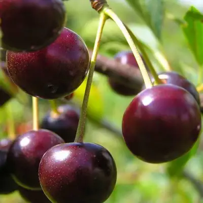 Вишня ЛИВЕНСКАЯ в Самохваловичи