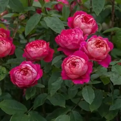 Роза БЕНДЖАМИН БРИТТЕН шраб в Самохваловичи