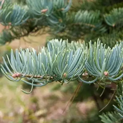 Пихта КОНКОЛОР в Самохваловичи