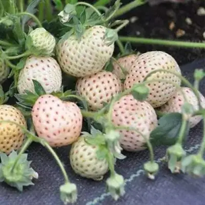 Клубника АНАНАСА ремонтантная в Самохваловичи