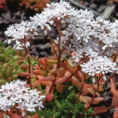 Очиток (седум) КОРАЛ КАРПЕТ белый в Самохваловичи