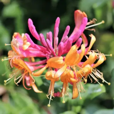 Жимолость ГЕКРОТА в Самохваловичи