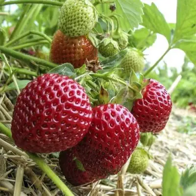 Клубника ЗЕНГА-ЗЕНГАНА в Самохваловичи