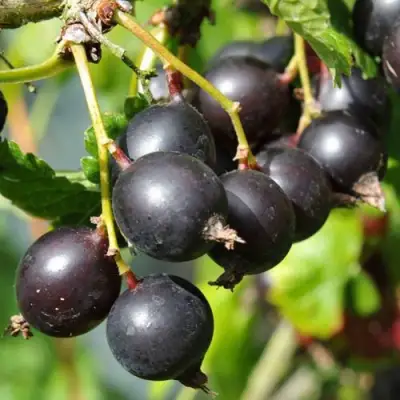 Йошта ДЖОСТАБЕРРИ в Самохваловичи