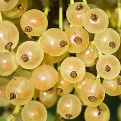 Смородина белая СМОЛЬЯНИНОВСКАЯ в Самохваловичи