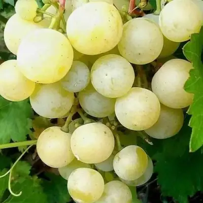 Виноград КЕША МУСКАТ в Самохваловичи