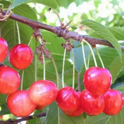 Черешня НАСЛАЖДЕНИЕ в Самохваловичи