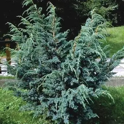 Можжевельник БЛЮ АЛЬПС китайский  в Самохваловичи