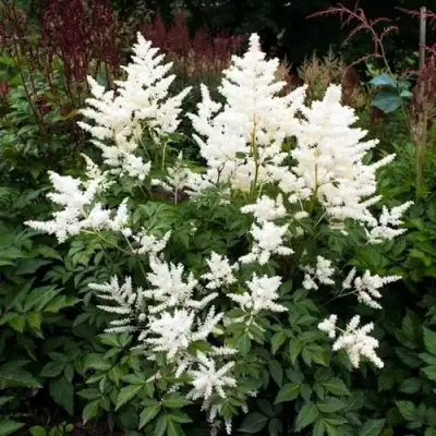 Астильба ДОЙЧЛАНД японская в Самохваловичи