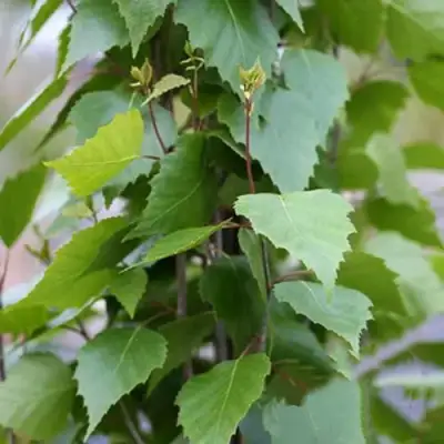 Береза ФАСТИГИАТА повислая  в Самохваловичи