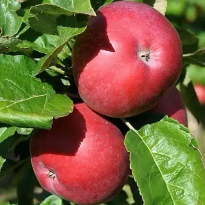 Яблоня СОЗВЕЗДИЕ колонновидная в Самохваловичи