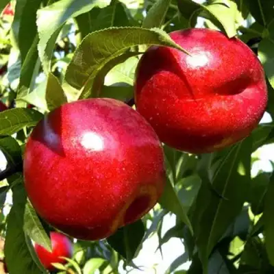 Нектарин ХАРКО в Самохваловичи