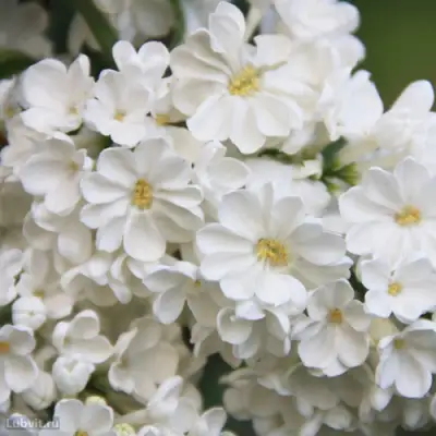 Сирень РОЧЕСТЕР в Самохваловичи