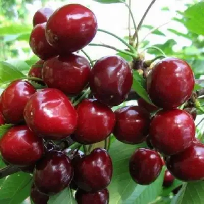 Черешня ГРОНКАВАЯ в Самохваловичи