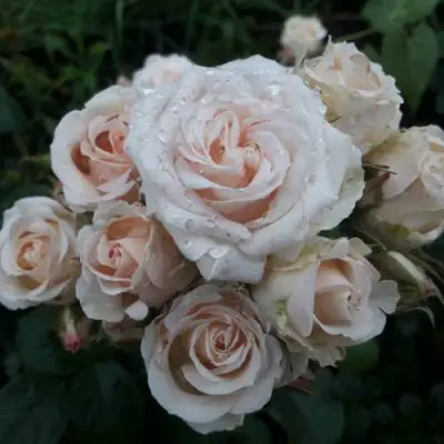 Роза ЯНА спрей в Самохваловичи