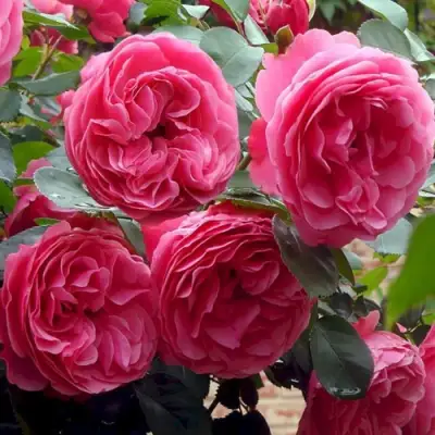 Роза ЛЕОНАРДО ДА ВИНЧИ флорибунда в Самохваловичи