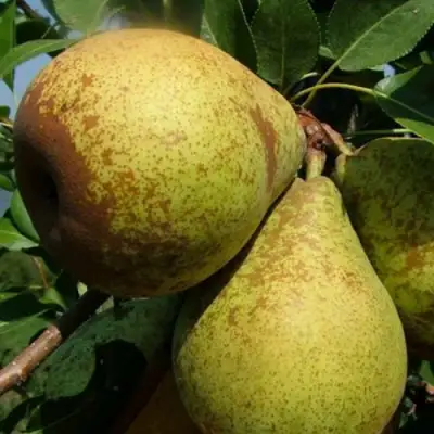 Груша ГЕНЕРАЛ ЛЕКЛЕРК в Самохваловичи