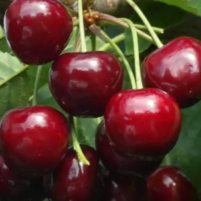 Черешня ГРОНКАВАЯ в Самохваловичи
