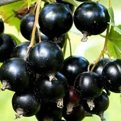 Смородина чёрная СОКРОВИЩЕ в Самохваловичи