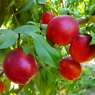 Нектарин НЕКТАРЕД-4 в Самохваловичи