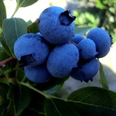 Голубика ДЖЕРСИ в Самохваловичи