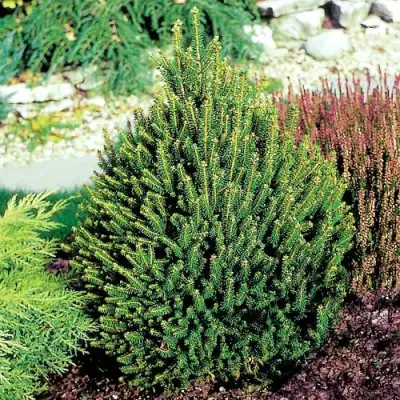 Ель КОМПАКТА обыкновенная в Самохваловичи