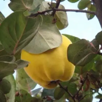 Айва АКАДЕМИЧЕСКАЯ в Самохваловичи