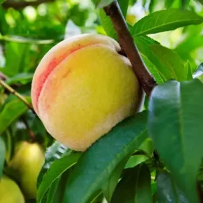 Персик ДОНЕЦКИЙ ЖЕЛТЫЙ в Самохваловичи