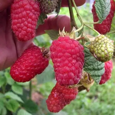 Малина МАРОСЕЙКА в Самохваловичи