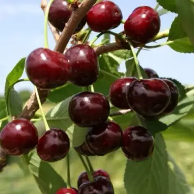 Вишня ГРИОТ БЕЛОРУССКИЙ в Самохваловичи