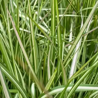 Вейник АВАЛАНШ остроцветковый в Самохваловичи