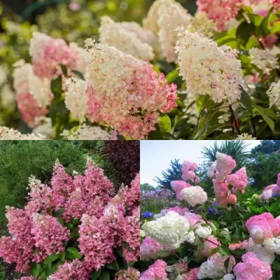 Комплект ЯГОДНОЕ МОРОЖЕНОЕ в Самохваловичи