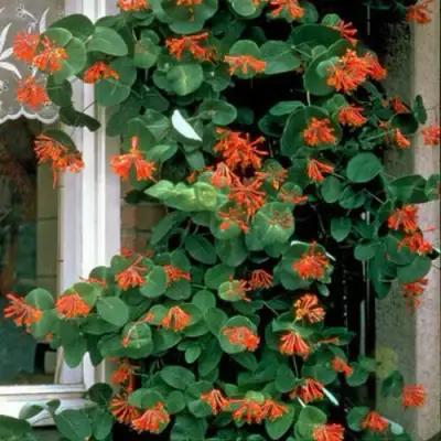 Жимолость ДРОМПОР СКАРЛЕТТ брауна в Самохваловичи