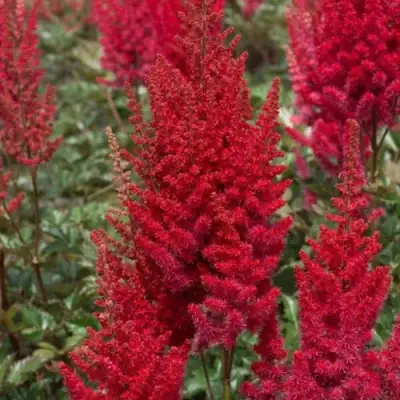 Астильба СКАЙСКРЕЙПЕР китайская в Самохваловичи